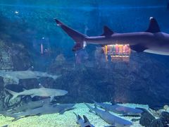 -烟台海昌鲸鲨海洋公园
