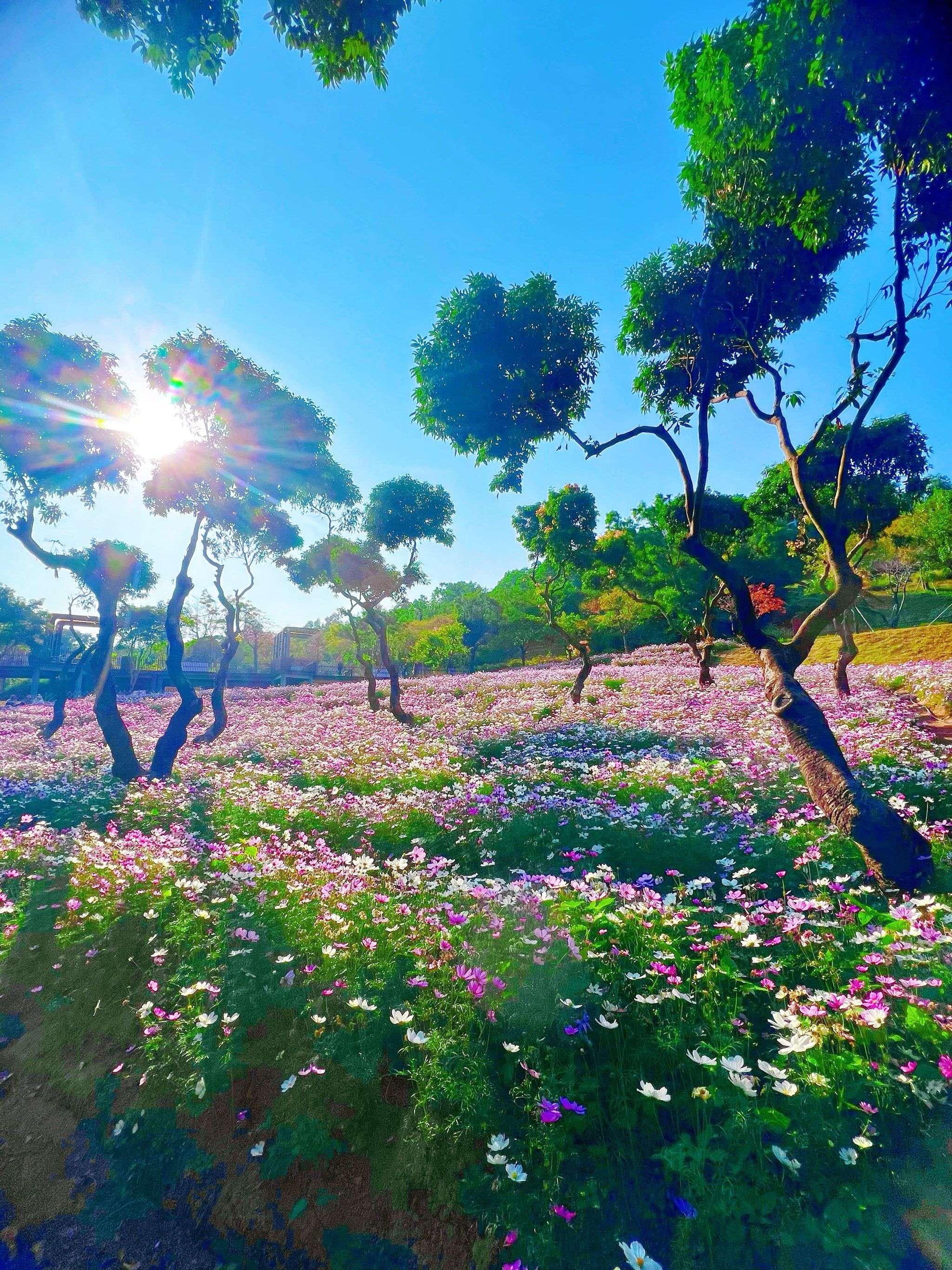 来格桑花海感受神秘力量