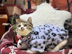 -MARSMART PETS火星宠物超市(1733店)