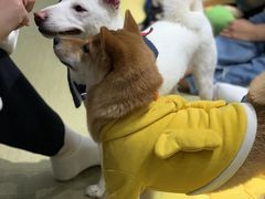 -逗柴咖啡屋·狗咖猫咖宠物桌游