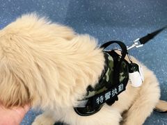 -伟伟宠物医院·CT影像中心·瑞派犬猫综合性门诊(汉口总院)