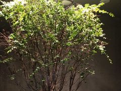 -森SPA·泰式按摩·精油Massage(宝安中心店)