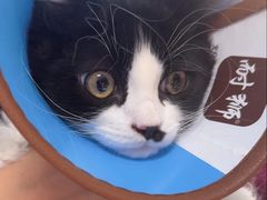 -瑞派福兴宠物医院犬猫全科·骨科·中西医结合(河东店)