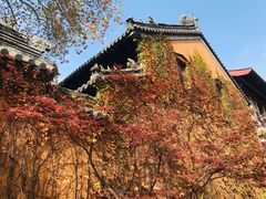 -灵谷景区