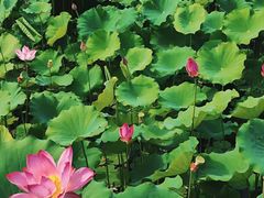 -莲花池公园