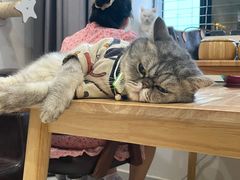 -楼上猫咖(罗湖店)