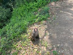 -苏州上方山国家森林公园