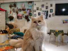 -平行世界·猫咖(首经贸店)