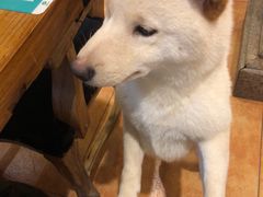 -more than meow吴止猫主题餐厅(承德 中船汇店)