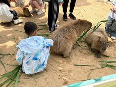 -西霞口神雕山野生动物世界