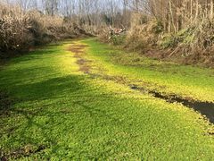 -桤木河湿地公园