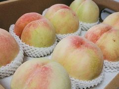 -南汇新场正宗水蜜桃采摘