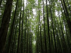 -山王坪喀斯特国家生态公园