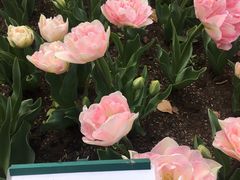 -上海鲜花港