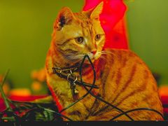 -李小姐の猫咖啡馆(五角场店)