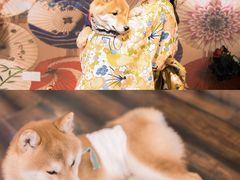 -豆柴町-柴犬主题狗咖(红鼎国际C座店)