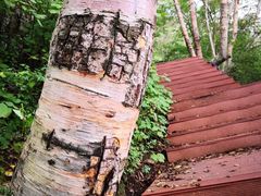 -白草畔自然风景区