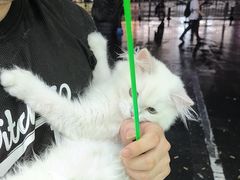 -唐小姐の猫狗洗护·购宠旗舰店(周浦万达店)