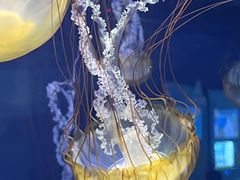 -上海海昌海洋公园