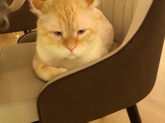 -猫腻·猫咖·撸猫馆(星光大道店)