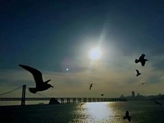 -星海湾跨海大桥