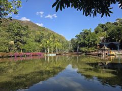 -西双版纳原始森林公园