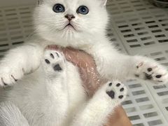 -lincat·猫舍(广州店)