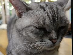 -猫小院猫主题咖啡厅(北锣店)
