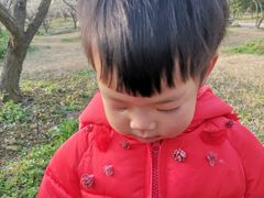 -香雪海