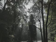 -缙云山景区