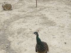 -新疆天山野生动物园