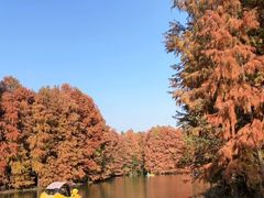 -上海海湾国家森林公园