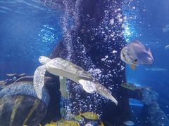 -太平洋海底世界