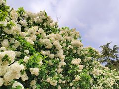 -上海滨江森林公园