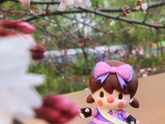 -顾村公园