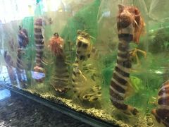 -Isla Sugbu Seafood City