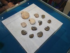 -青岛贝壳博物馆
