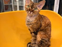 -有喵·猫咖·狗咖·40+猫狗有小奶狗(岗厦店)