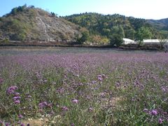 -紫海香堤香草艺术庄园