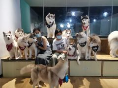 -Husky Go! 哈士奇体验馆·宠物咖啡厅狗咖