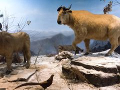 -陕西自然博物馆