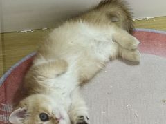 -青奢宠物·青奢猫舍