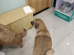 -中农大我爱我爱动物医院·核磁CT·猫病·24小时夜诊中心(石佛营店)