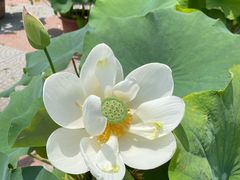 -莲花池公园