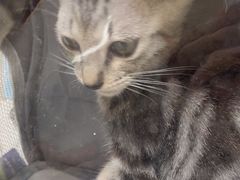 -瑞鹏宠物医院·普外科·影像科·皮肤科(城市山谷分院)