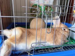 -龙大花卉苗木市场