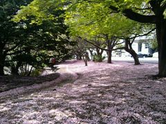 android_upload_pic-北海道厅旧本厅舍(旧本庁舎)