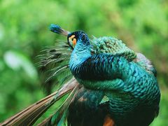 -莫里热带雨林景区