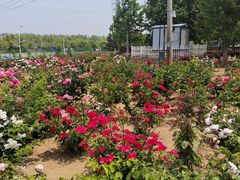 -羊亭河湿地公园