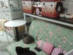 -我爱猫咪·猫咖·狗咖·安哥拉兔·羊驼咖(小寨华旗店)